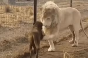 Sức mạnh của chó trụi lông