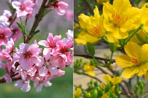 Cách chọn hoa đặt bàn thờ để thu tài nạp khí, gia đình hưng vượng