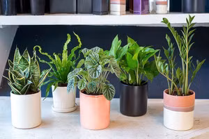 Cây phong thủy hợp mệnh, 12 con giáp nên trồng để tăng tài lộc 4 tháng cuối năm