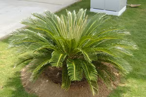 5 loại cây “phong thuỷ xấu” tuyệt đối không nên trồng trong nhà 