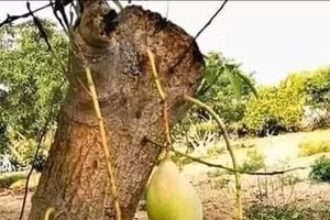 Cười xỉu với loạt ảnh lượm lặt trên mạng