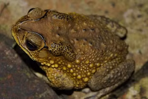 Vì sao nhiều người vui mừng khi thấy cóc vào nhà?