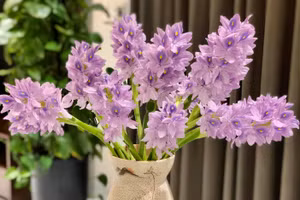 Ngỡ ngàng vì vẻ đẹp của bình hoa lục bình "rẻ như bèo" của cô gái 8x 