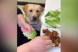 Clip: Chú chó sành ăn nhất trái đất