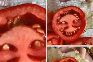 Cảnh khuyển tham gia rà soát xe phục vụ Đại hội XIII