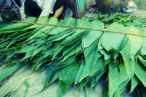 Lá rụng bỏ đi không ai dùng ở Việt Nam, sang nước ngoài bán giá đắt đỏ