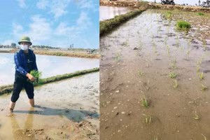 Lần đầu đi cấy lúa cho bố mẹ vợ, chàng trai khiến dân mạng cười đau bụng