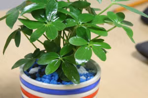  5 loại cây hợp phong thủy đặt bàn làm việc cho cả năm may mắn, tài lộc