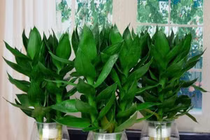 5 loại cây nên đặt cạnh bàn thờ Thần Tài để hút tài lộc