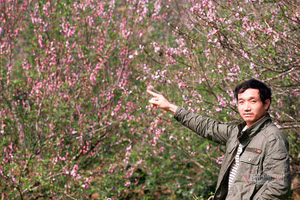 Nhiều tỉnh khẳng định mua bán đào trồng dịp Tết không có trở ngại gì