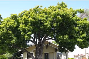 Đại kỵ phong thủy trồng cây to trước cửa nhà khiến gia chủ "tán gia bại sản"