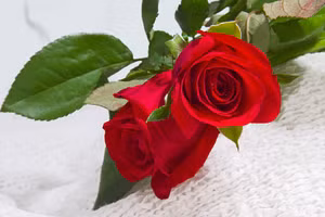 Truyện cười: Hoa chỉ tặng cho người phụ nữ đẹp nhất trần gian