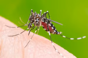  Mầm mống của sốt xuất huyết 