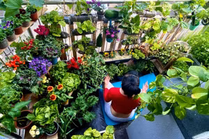 Mẹ đảm biến ban công 2,5m2 thành vườn rau xanh rì, ai nhìn cũng mê