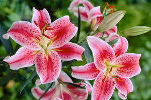 7 loại hoa tuyệt đối không bày trên ban thờ ngày Tết kẻo mất lộc