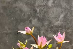 Oan gia báo đời!