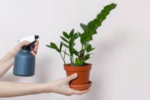 Con giáp này trồng cây kim tiền hút hết lộc của thiên hạ