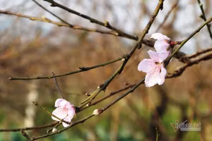 Cấm chặt đào rừng, thương lái đổ xô đặt cọc đào phai xứ Thanh