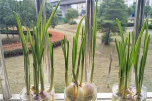 4 loại cây là kẻ thù của muỗi, nhất định phải trồng trong nhà