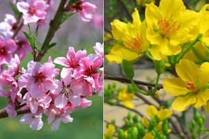 Cách chọn hoa đặt bàn thờ để thu tài nạp khí, gia đình hưng vượng