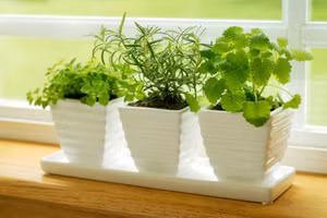 5 sai lầm tuyệt đối tránh để cây trồng trong nhà không chết