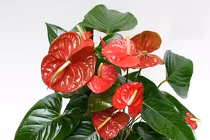 5 nguyên tắc trang trí cây cảnh trong phòng làm việc