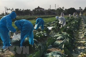 Hội phụ nữ phường Hiến Thành thu hoạch và bán bắp cải giúp các gia đình đang bị cách ly, phong tỏa. (Ảnh: Mạnh Minh/TTXVN).