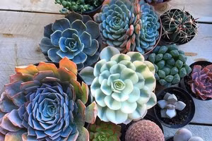 Cách chọn chọn đúng cây phong thủy hợp mệnh 12 con giáp 