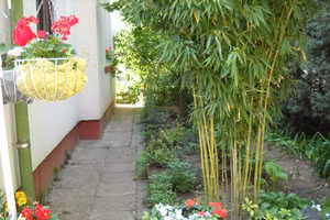 3 loại cây tuyệt đối không trồng trong nhà kẻo xui xẻo quanh năm