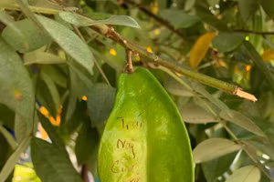 Tuyệt chiêu chống trộm 