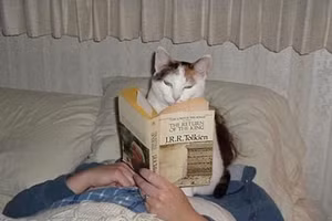 Ổ cứng và cắm sừng