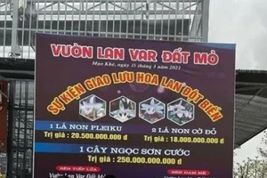 UBND thị xã Đông Triều (Quảng Ninh) yêu cầu làm rõ những giao dịch mua bán hoa lan lên đến hàng trăm tỷ đồng. (Ảnh: MXH).