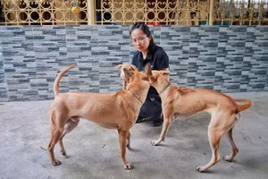 Chiêm ngưỡng 3 chú chó Phú Quốc độc nhất Việt Nam có tổng giá trị gần 1 tỷ đồng