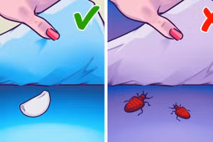 Đặt thứ này dưới gối giúp ngon giấc lại còn ngừa bệnh 