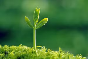 4 điềm bám gia chủ có tin vui, năm mới phát tài phát lộc