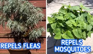 Những loại cây trồng vừa đẹp nhà vừa đuổi muỗi hiệu quả 