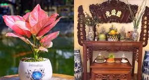 4 loại cây phát tài nên đặt bàn thờ tổ tiên cuối năm để đón tài lộc 
