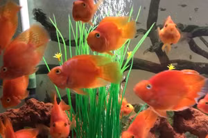  8 loại cá phong thủy có ý nghĩa rước lộc vào nhà gia chủ nên nuôi 