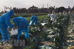Hội phụ nữ phường Hiến Thành thu hoạch và bán bắp cải giúp các gia đình đang bị cách ly, phong tỏa. (Ảnh: Mạnh Minh/TTXVN).
