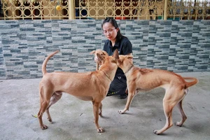 Chiêm ngưỡng 3 chú chó Phú Quốc độc nhất Việt Nam có tổng giá trị gần 1 tỷ đồng