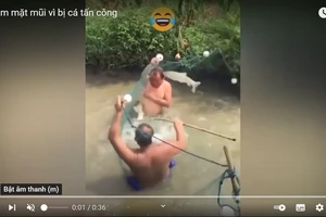 Clip: Người đàn ông đi bắt cá bất ngờ bị đàn cá "phản công"