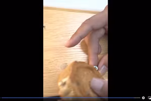 Clip: Bánh Trung thu "phiên bản lỗi", muốn ăn được không dễ