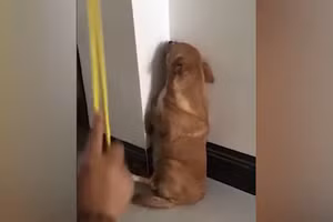 Clip: Tan chảy với gương mặt "ngây thơ vô số tội" của chú chó bị chủ phạt