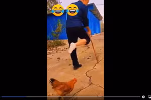 Clip: Chết cười gà trống "cà khịa" chủ 