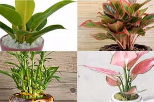 5 loại cây nên đặt bàn thờ Thần Tài quanh năm, giúp gia chủ làm gì cũng phát tài