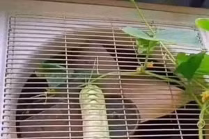 Dở khóc dở cười những cây ăn quả "vượt qua nghịch cảnh"