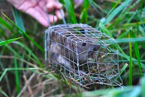 Thành phố Cần Thơ sẽ chi 22,5 tỷ đồng để diệt chuột trong 5 năm