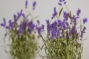 Những loại cây nên trồng giúp ngôi nhà luôn ngát hương thơm 