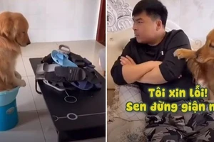 Clip: Màn xin lỗi hài hước của chú chó vị phạt vì tội cắn dép