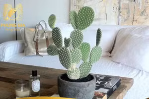 Đẹp đến mấy cũng không đặt cây, hoa kiểu này tránh xui xẻo, rước bệnh cho gia đình